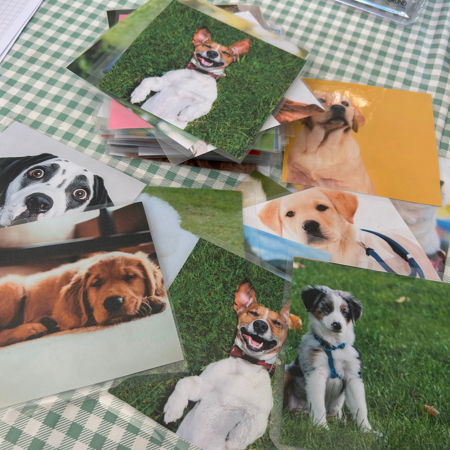 Dog Matching & Snap Cards – Level 2 Animal Care Resource
